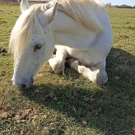 Дом отдыха Domaine Des Bevy, Calme, Verdure Et Chevaux